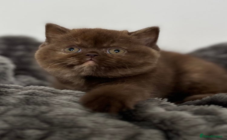 British Shorthair cats Exceptional BSH Girls, Champion Bloodlines - Advert 15