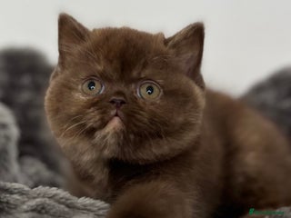 British Shorthair cats Exceptional BSH Girls, Champion Bloodlines - Advert 16