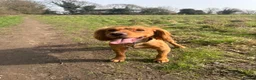 Cocker Spaniel dogs for sale: Working cocker spaniel  in Cannock - Advert 1