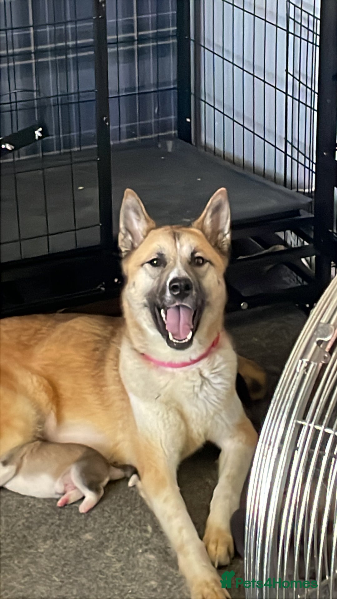 Huskita dogs for sale: Beautiful Female Huskita puppy - Image 1