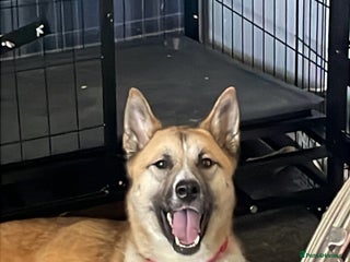 Huskita dogs - Advert 1