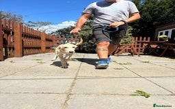 Mixed Breed dogs for adoption: Meatball - Norwich Norfolk  - Image 7