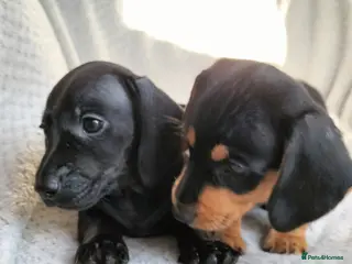 Miniature Dachshund dogs Beautiful miniature dachshunds 😊 - Advert 16