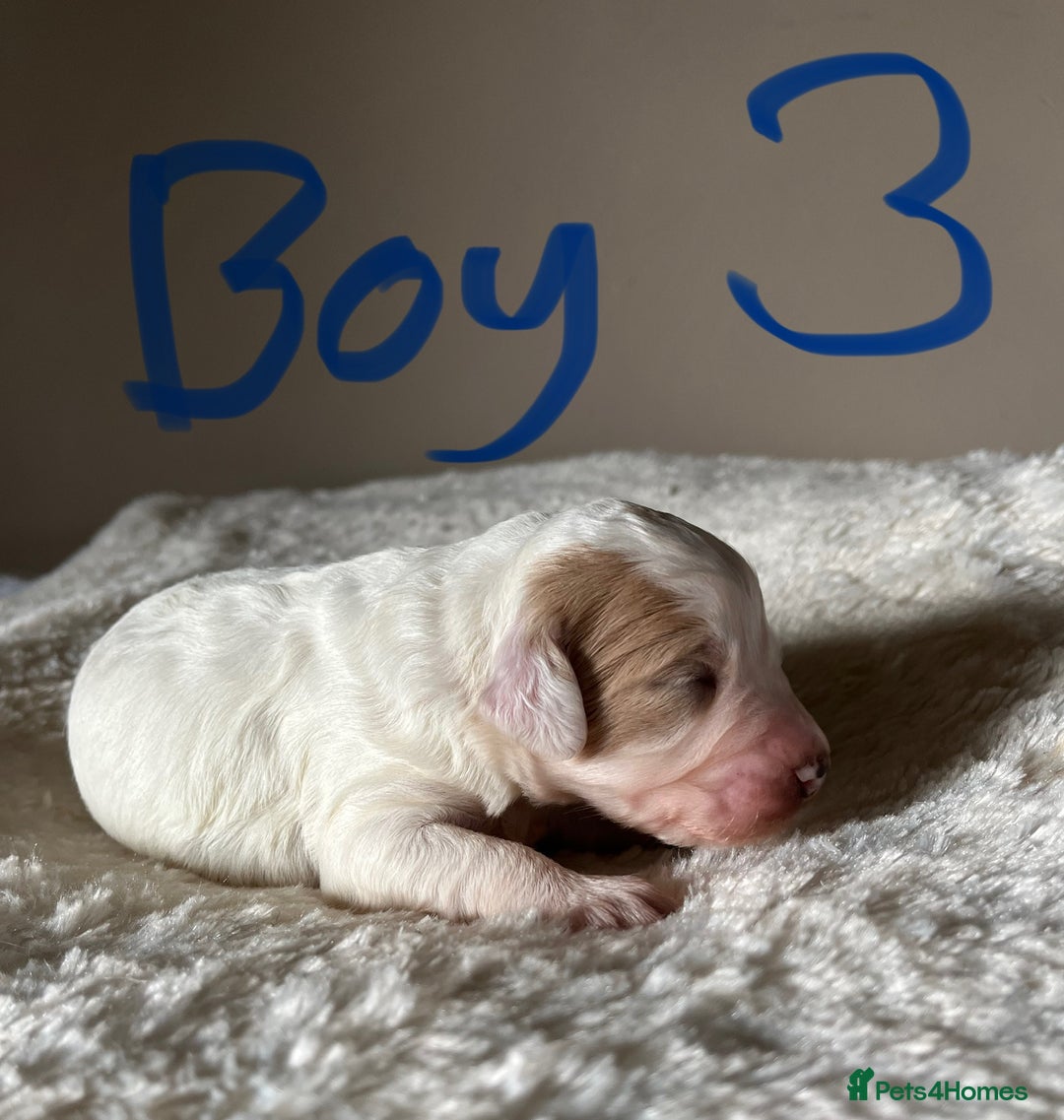 Cockapoo dogs for sale: Time to celebrate 🤩 - Image 3