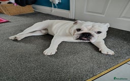 English Bulldog dogs for stud: KC Registered English Bulldog - Image 2