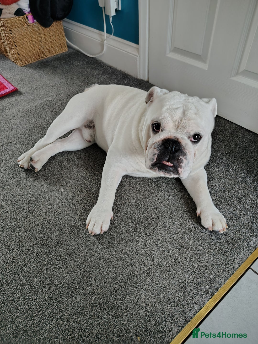 English Bulldog dogs for stud: KC Registered English Bulldog - Image 2