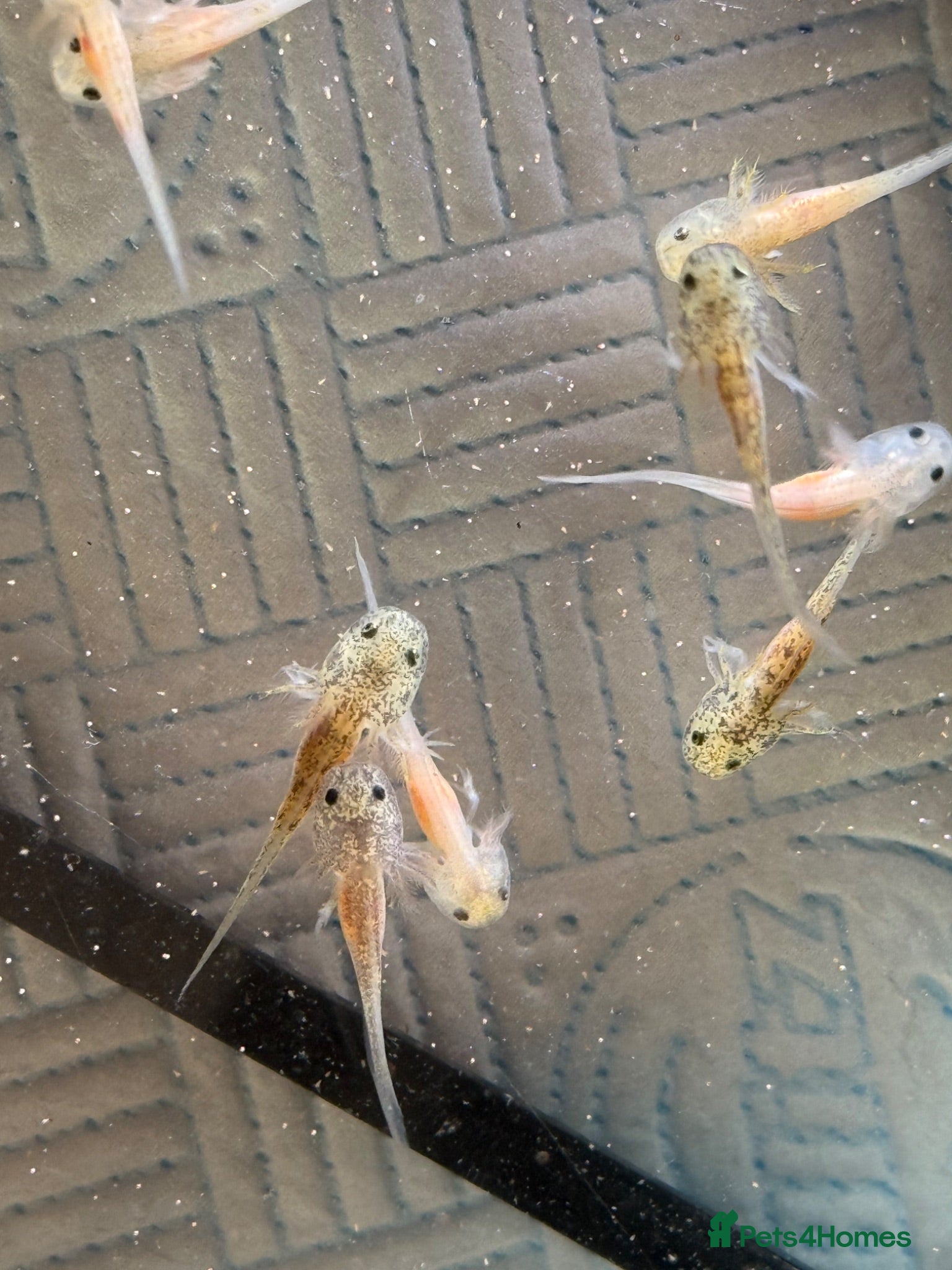 Axolotl reptiles Axolotl babies  - Advert 3