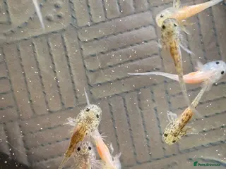 Axolotl reptiles Axolotl babies - Advert 1