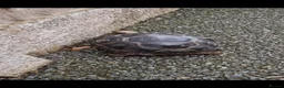 Tortoise reptiles for sale: Cb24 aldabra tortoise - Advert 2