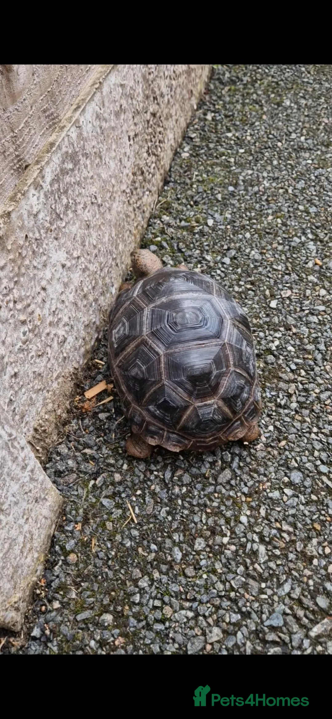 Tortoise reptiles for sale: Cb24 aldabra tortoise - Advert 2