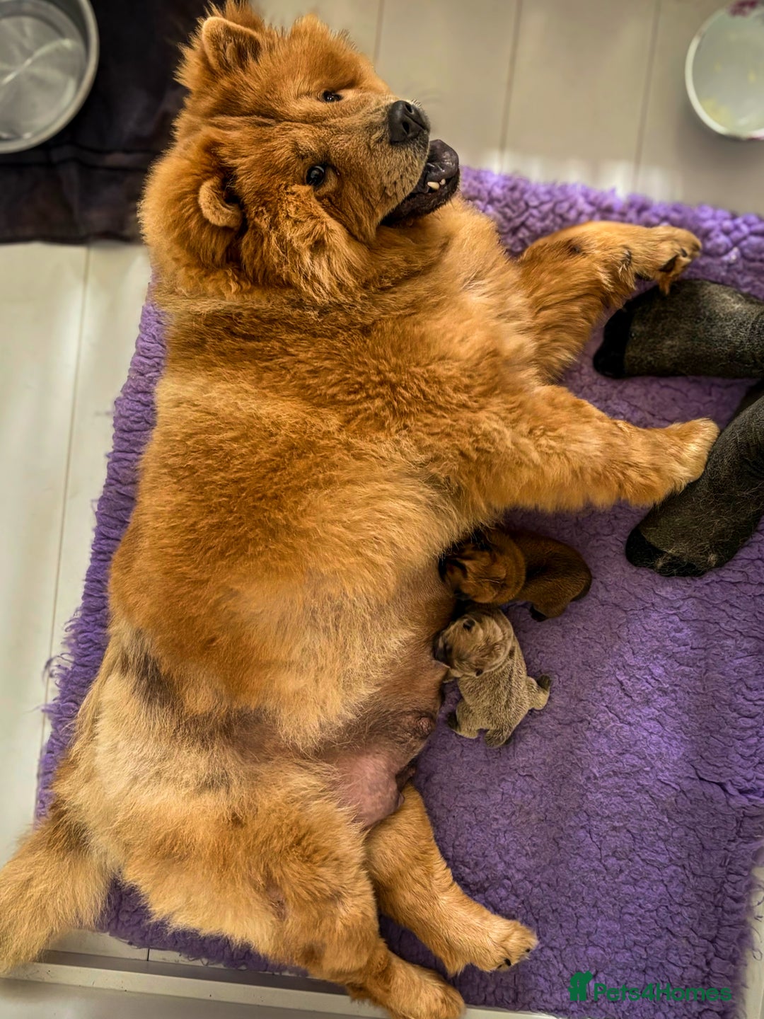 Chow Chow dogs for sale: Standard CH Champion Bloodline chow chows - Image 4