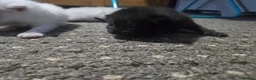 Scottish Fold cats for sale: 4 Beautiful Kittens Ready Soon 🐾 in Worcester - Advert 18