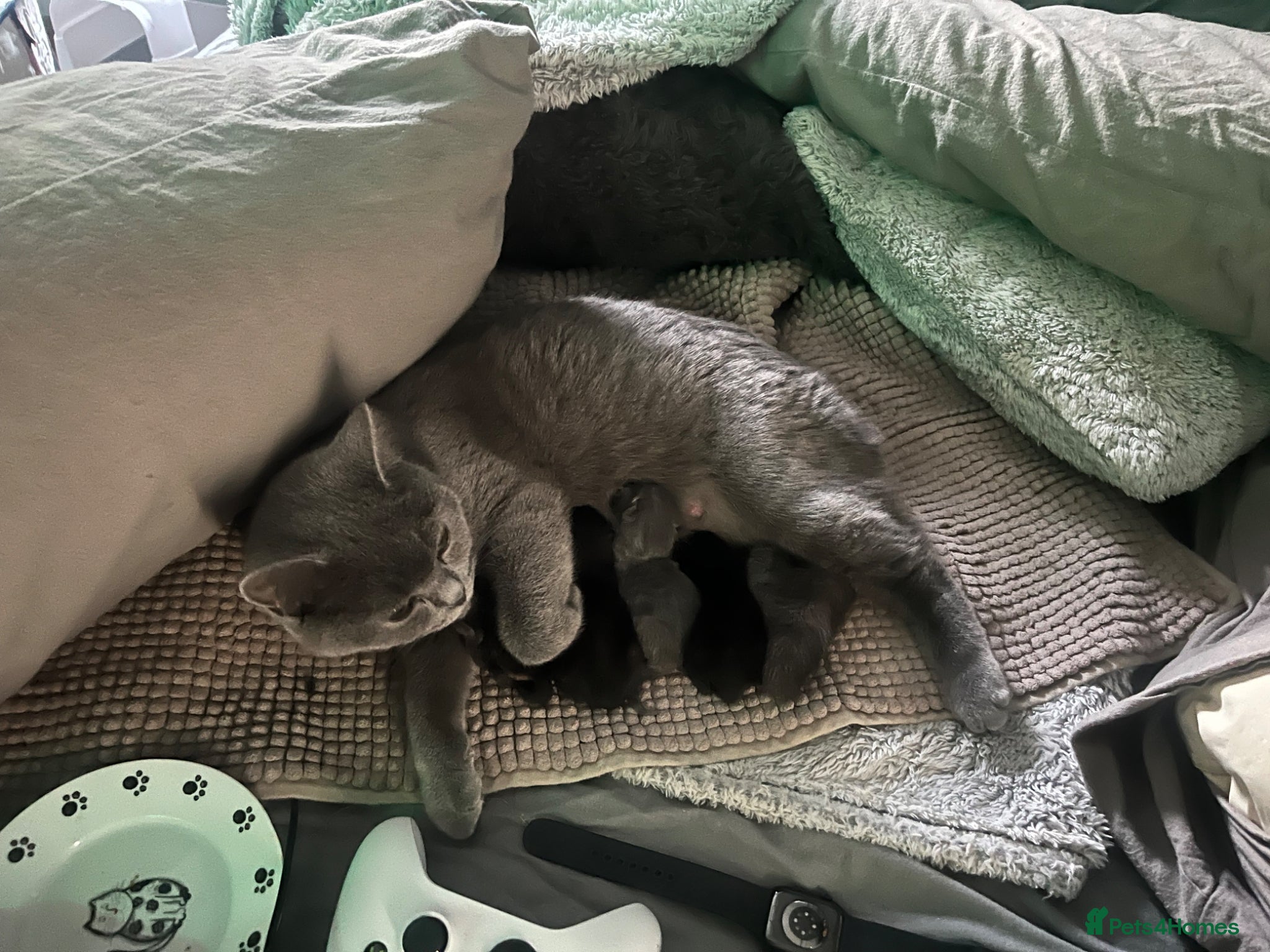 British Shorthair cats for sale: Black and white British shorthairs - Advert 3