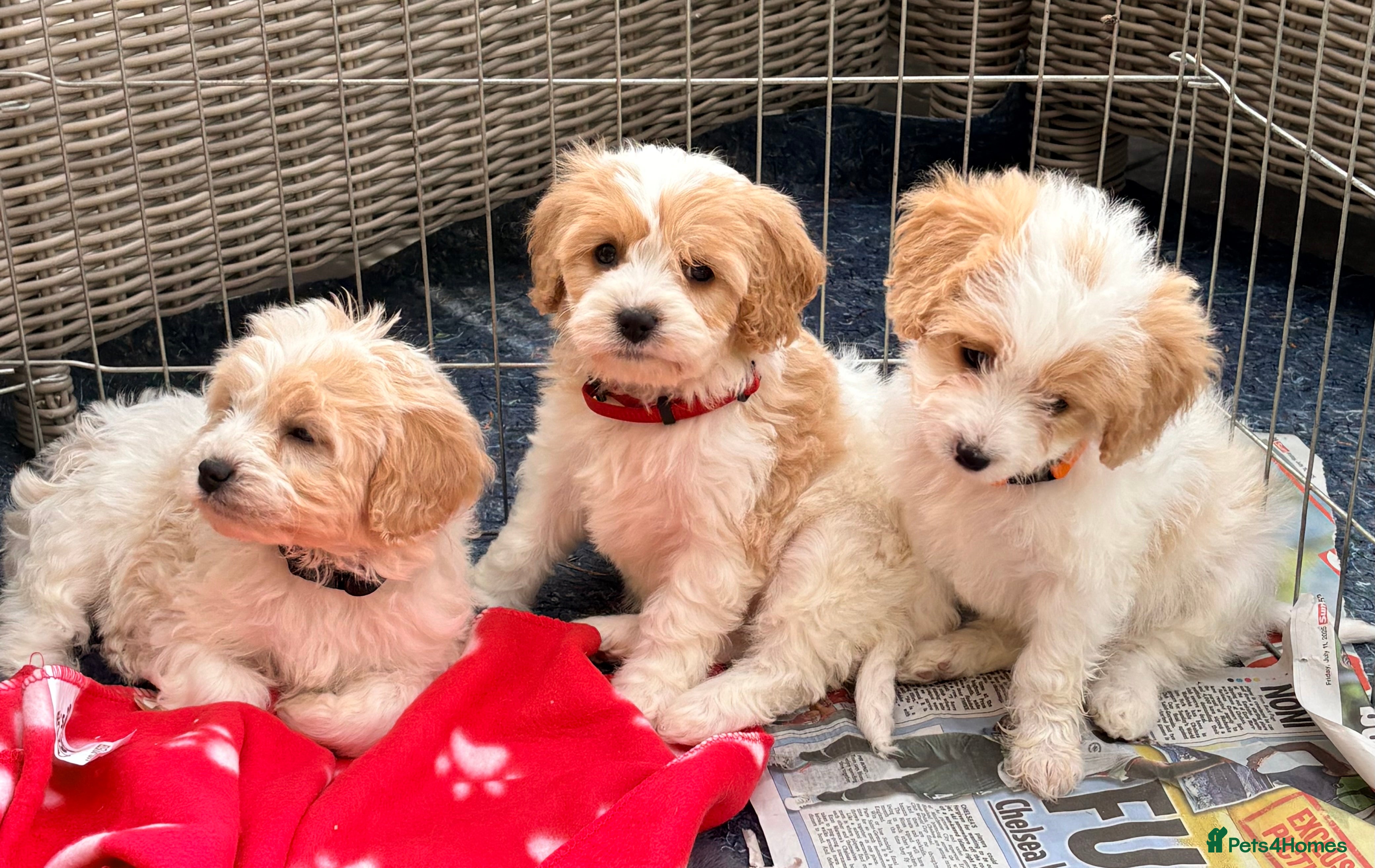 Cavapoo dogs Miniature Cavapoos  - Advert 13