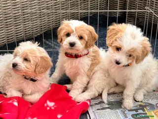 Cavapoo dogs Miniature Cavapoos - Advert 13