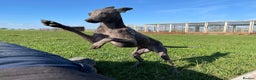Italian Greyhound dogs for sale: 3 male Italian greyhound puppies for sale - Advert 2