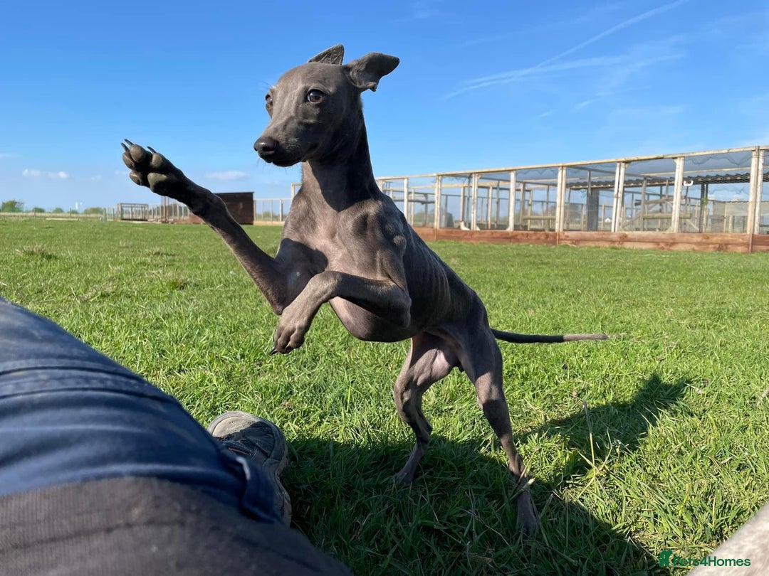 Italian Greyhound dogs for sale: 3 male Italian greyhound puppies for sale - Advert 2