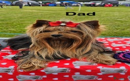 Yorkshire Terrier dogs for sale: Mini Yorkshire terrier puppies  - Image 14