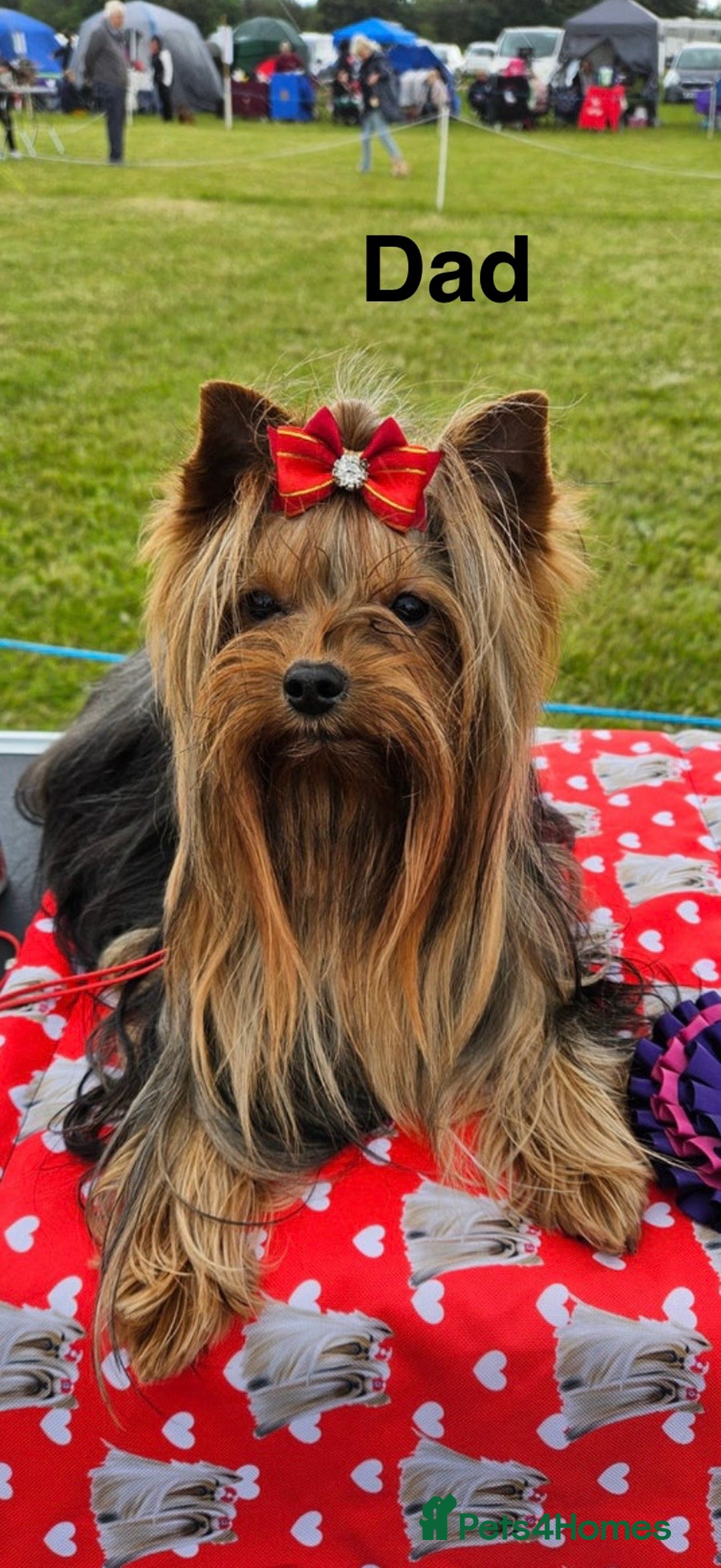 Yorkshire Terrier dogs for sale: Mini Yorkshire terrier puppies  - Image 14