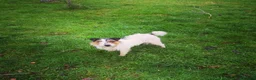 Jack Russell dogs for sale:  Tri coloured Jack Russel Pups! - Advert 3