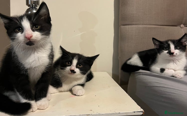 Domestic Shorthair cats - Advert 1