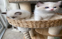 Ragdoll cats for sale: 🐾GCCF Family Reared Ragdoll Kittens🐾 - Image 14