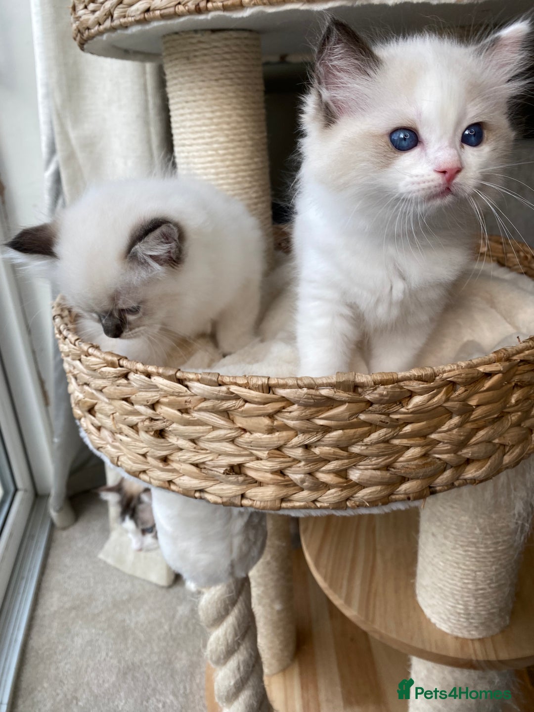 Ragdoll cats for sale: 🐾GCCF Family Reared Ragdoll Kittens🐾 - Image 14