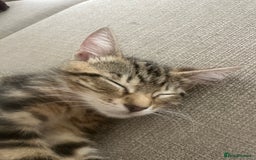 Mixed Breed cats for sale: Mixed Breed Kitten  - Image 2