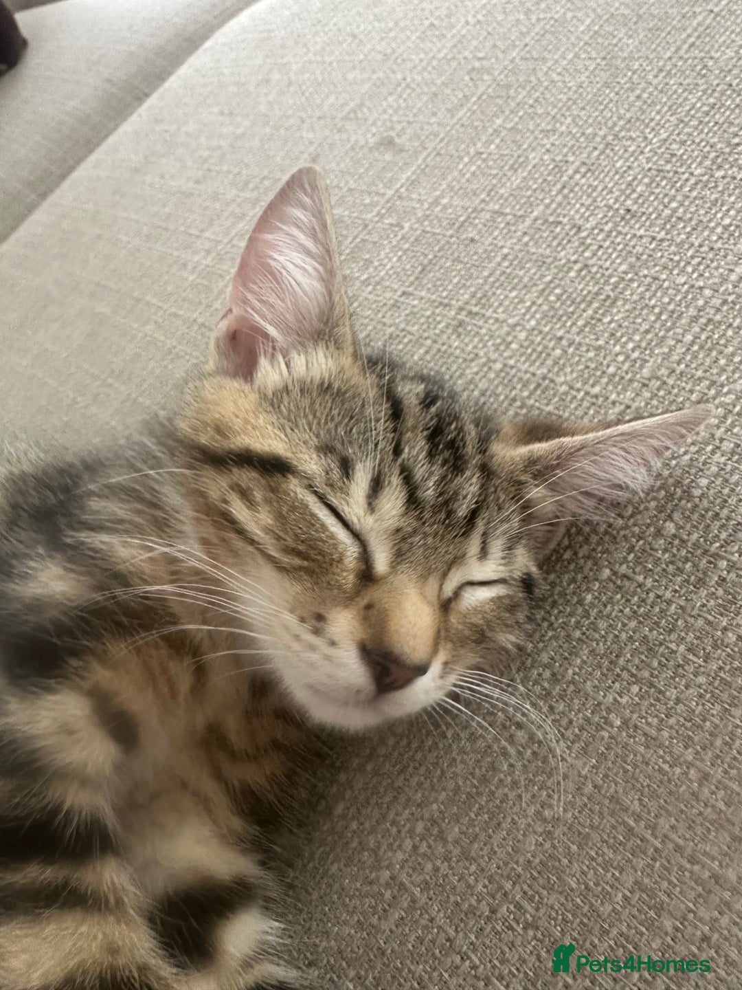 Mixed Breed cats for sale: Mixed Breed Kitten  - Image 2