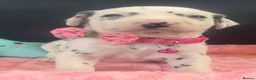 Dalmatian dogs for sale: Beautiful Dalmatian puppies ready to reserve  - Advert 5