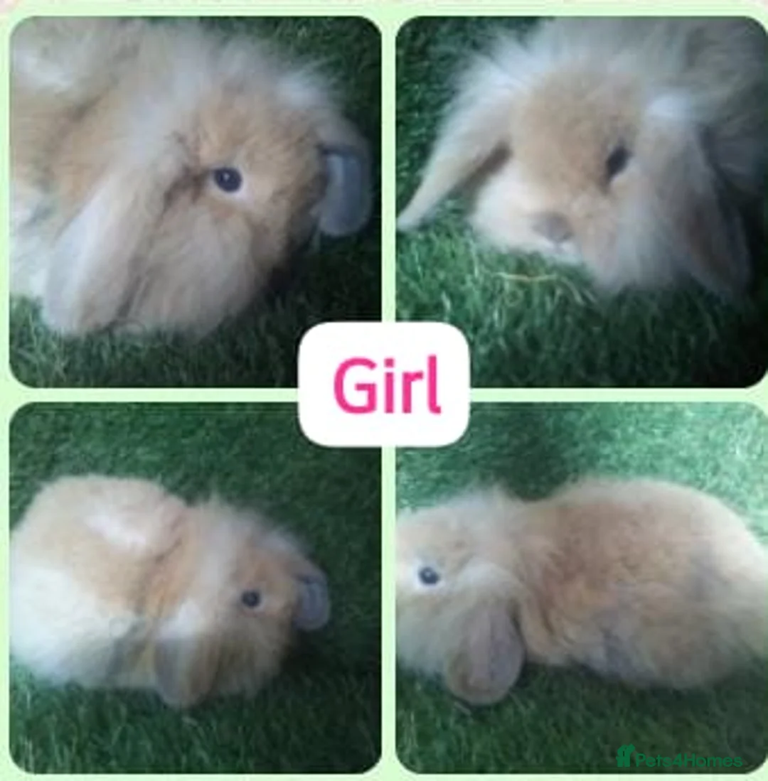 Lionhead rabbits for sale: Mini double fluffy lionhead baby rabbits - Advert 10