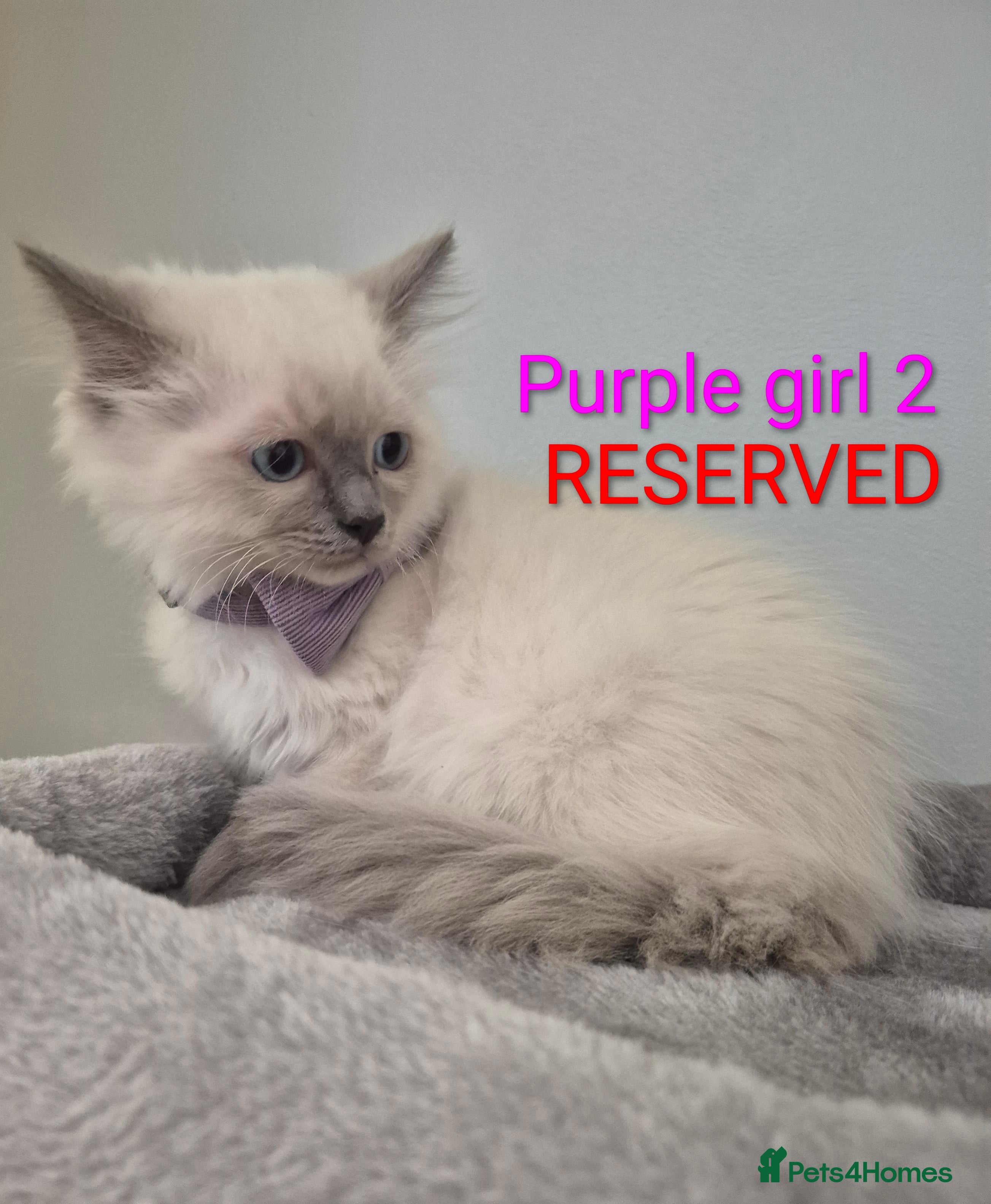 Ragdoll cats 😻 Ragdoll Kitten 😻 - Advert 2