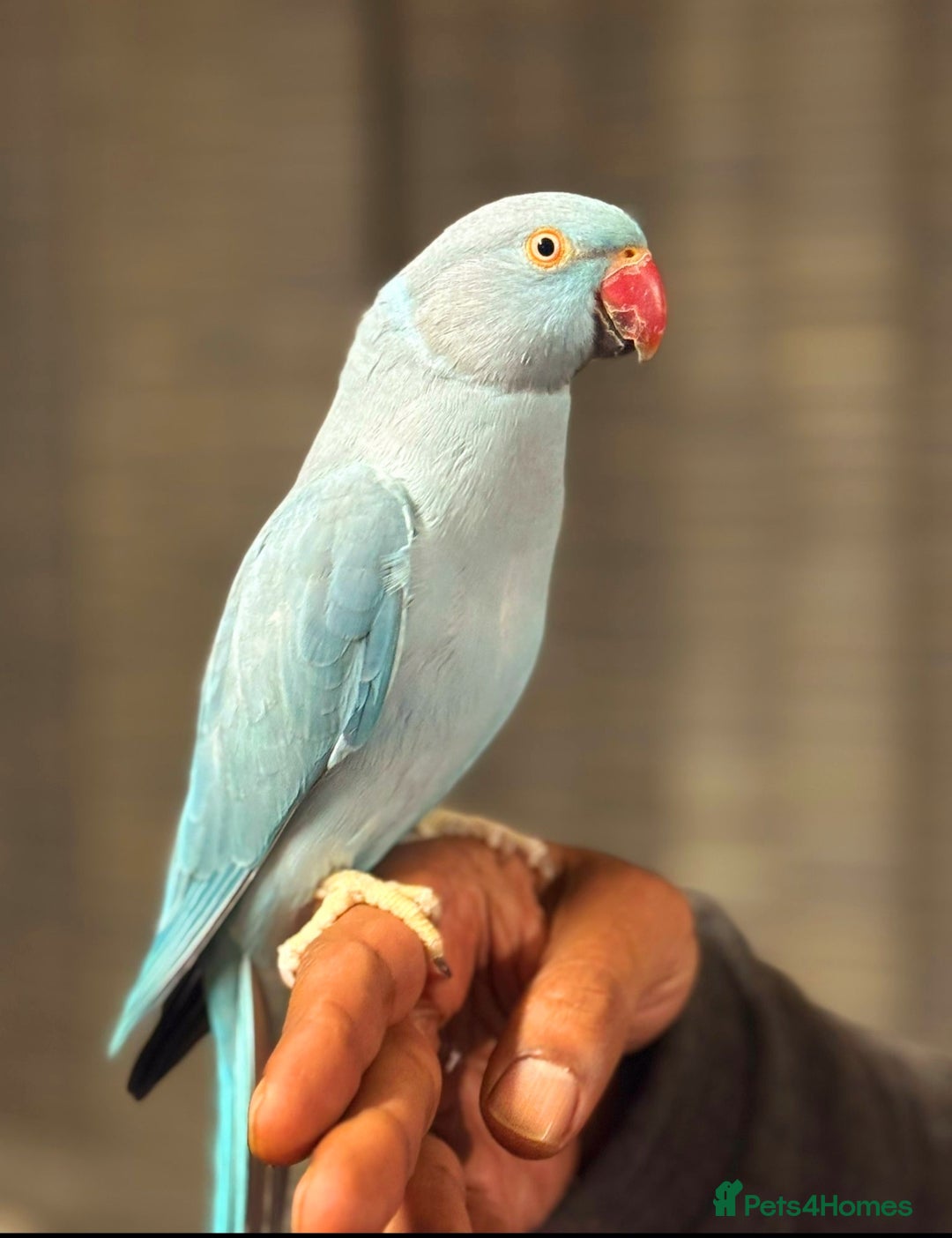 Ringnecks birds for sale: Beautiful female ringneck parakeet  - Image 3