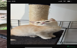 British Shorthair cats for sale: Last Chunky Golden Boy  ❤️ - Image 7