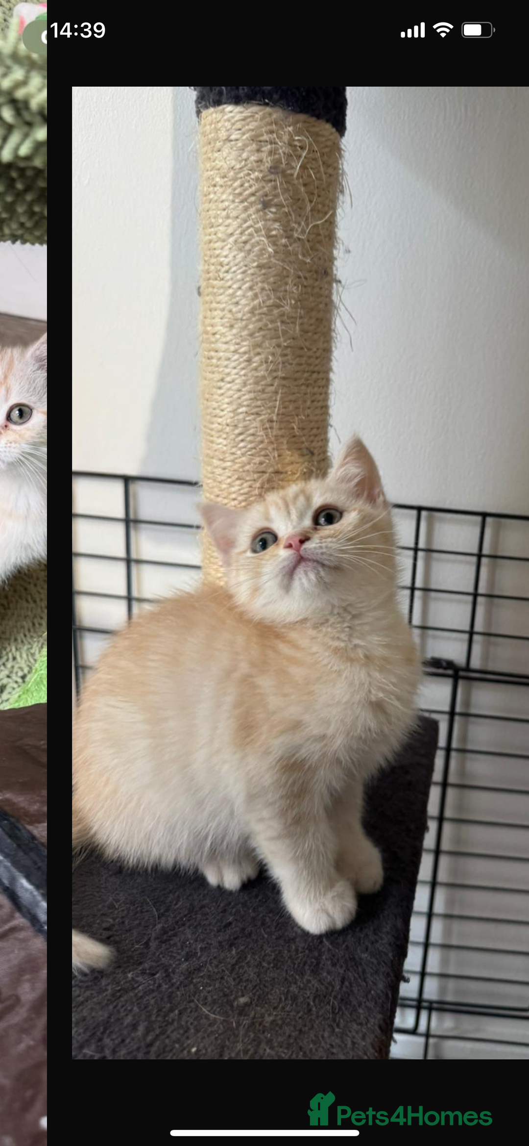 British Shorthair cats for sale: Last Chunky Golden Boy  ❤️ - Image 7