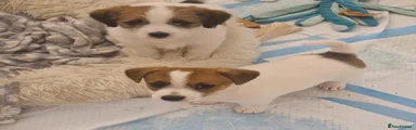 Jack Russell 2