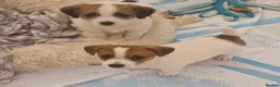 Jack Russell dogs for sale: Pedigree Jack Russell Terrier  in Filey - Advert 8