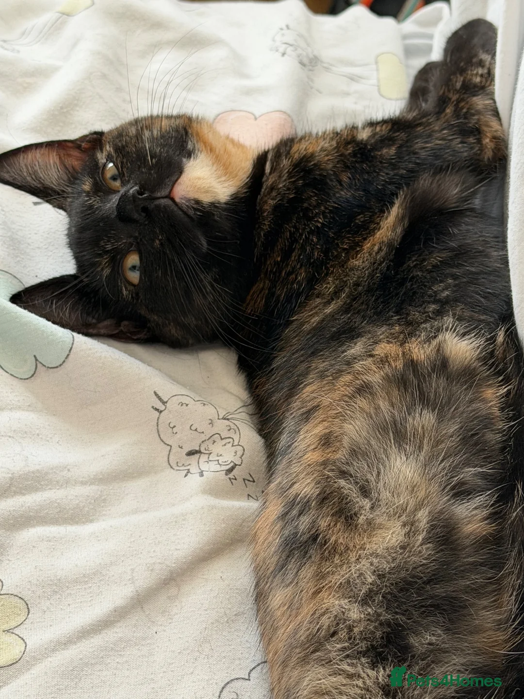 Domestic Shorthair cats for sale: Domestic shorthair  - Advert 2