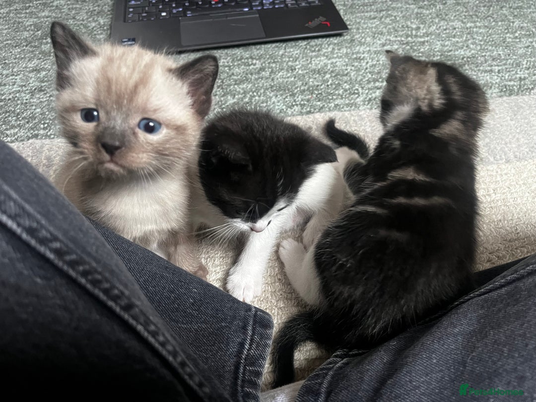 Ragdoll cats for sale: Ragdoll X kittens  - Advert 5