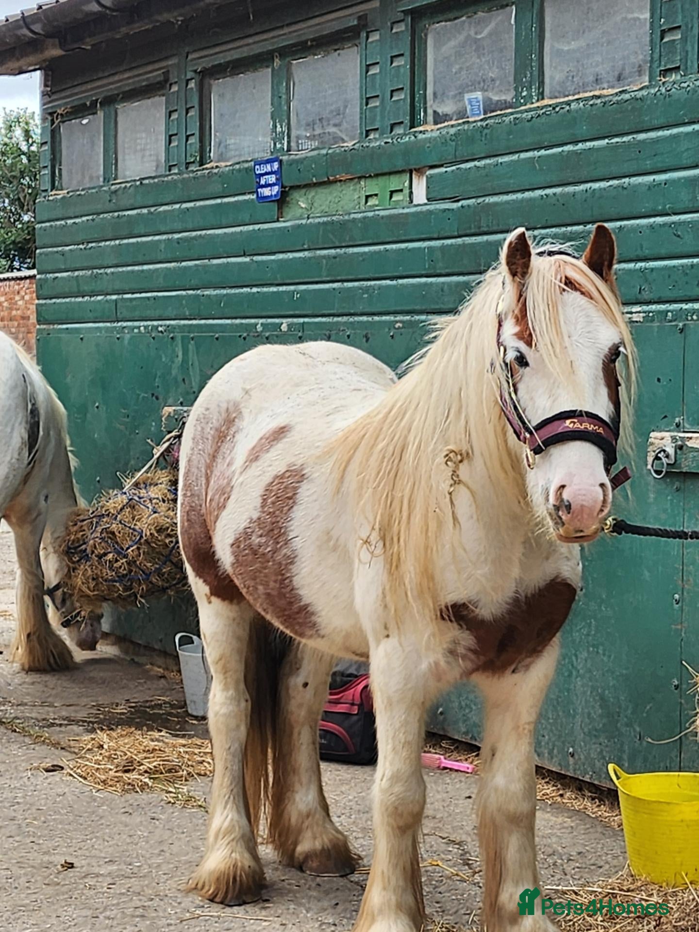 Irish Cob horses for sale: Gorgeous loving cob gelding 13hh - Advert 9