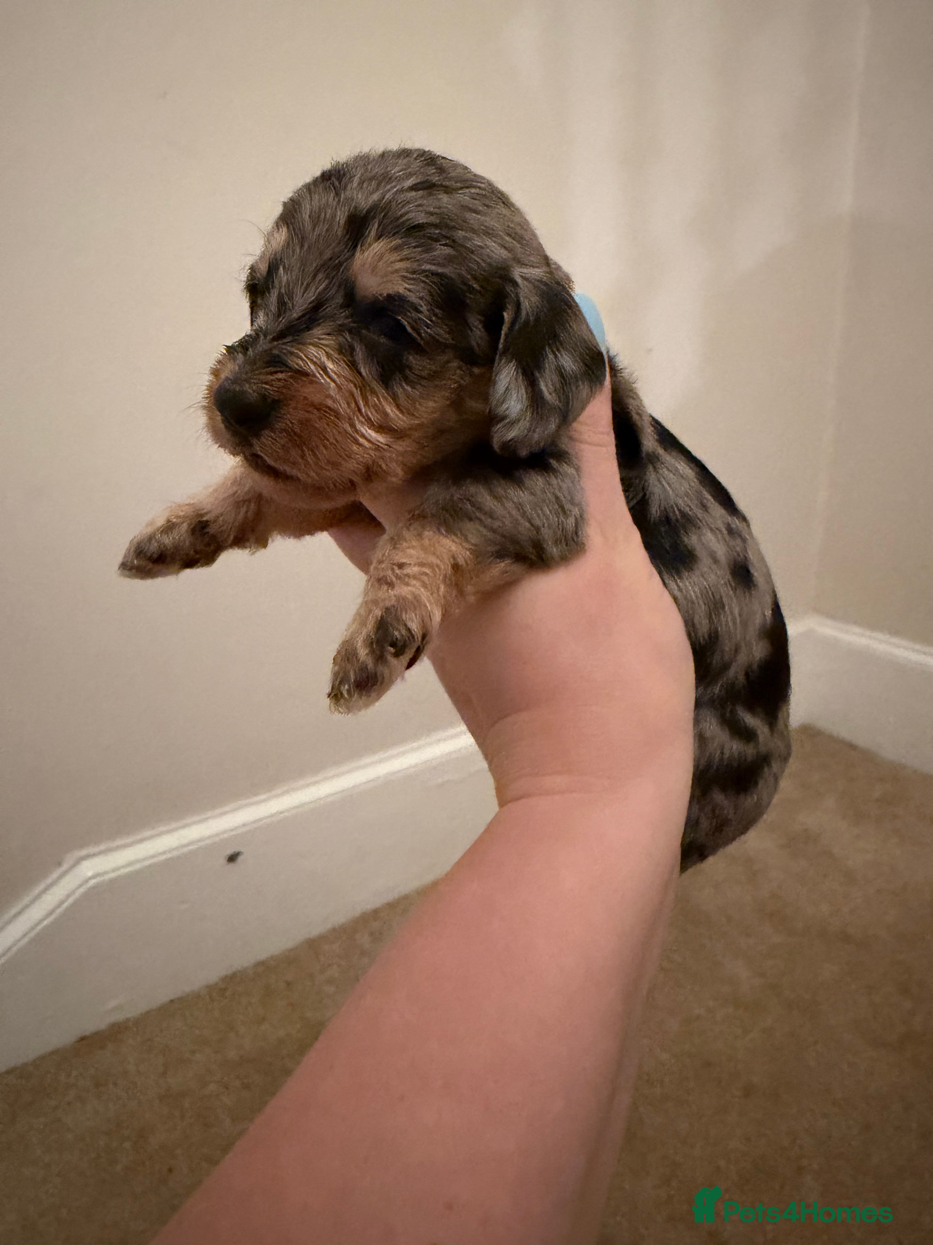 Mixed Breed dogs Miniature Doxiepoos  - Advert 9