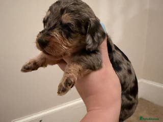 Mixed Breed dogs Miniature Doxiepoos - Advert 6