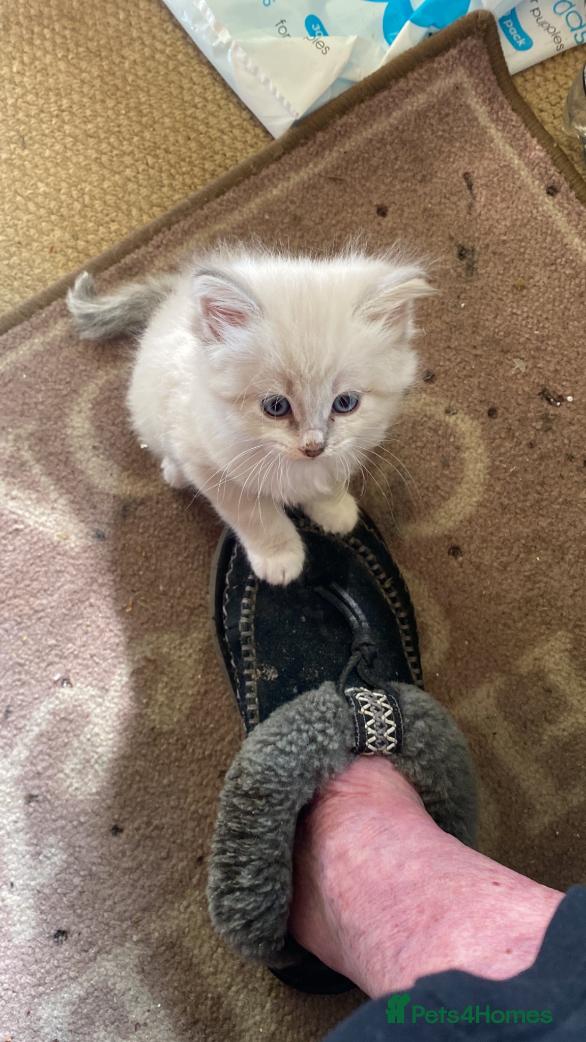 Siberian cats 3 Adorable Siberian kittens available - Advert 2