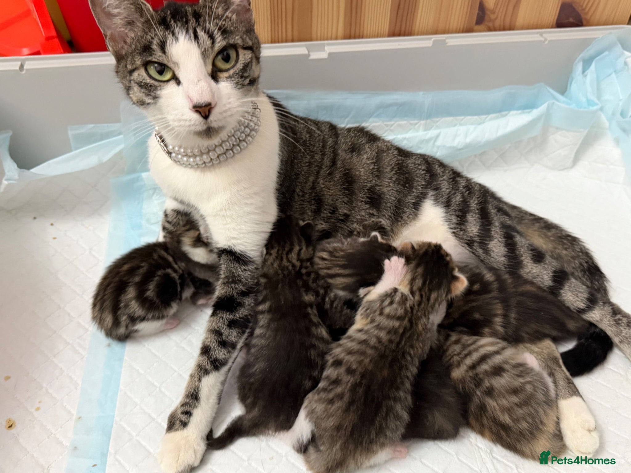 Mixed Breed cats 💗Bengal Mix ready to reserve💗 - Advert 15