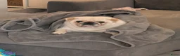 Pug dogs for sale: Mother & Son White Pug bundle of love! in Loughton - Advert 3