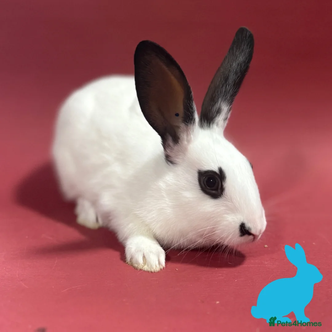 English Spot rabbits for sale: English spot kits ready now - Advert 3