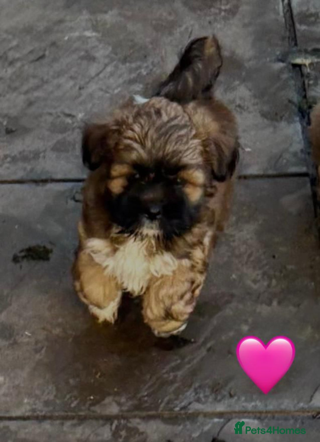 Lhasa Apso dogs for sale: Four Adorable Lhasa Apso Pups KC reg GPRA Clear - Advert 10
