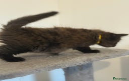 British Longhair cats for sale:  British longhair kittens 3 male 1 female  - Image 28