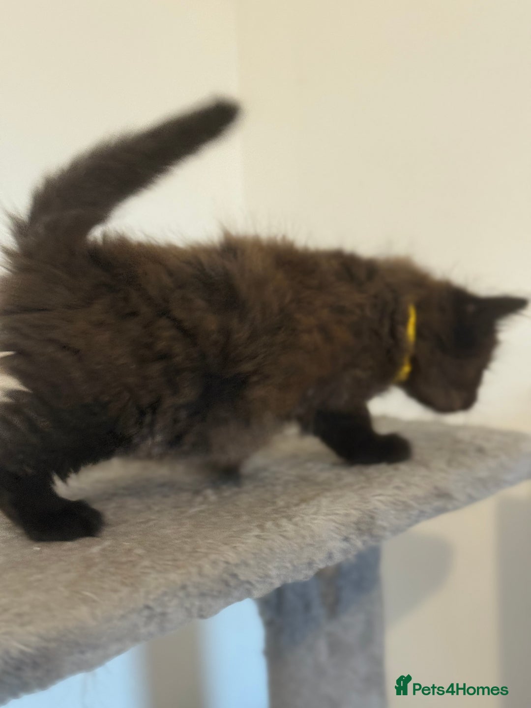 British Longhair cats for sale:  British longhair kittens 3 male 1 female  - Image 28