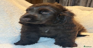 Cocker Spaniel dogs - Advert 1